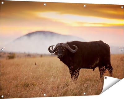 Gards Tuinposter Buffel in het Gras - 120x80 cm - Tuindoek - Tuindecoratie - Wanddecoratie buiten - Tuinschilderij