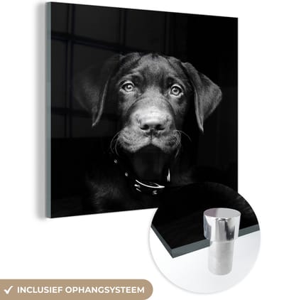 MuchoWow® Glasschilderij 50x50 cm - Schilderij acrylglas - Hond - Licht - Zwart - Foto op glas - Schilderijen