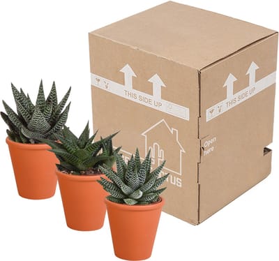 Gasteria/Haworthia mix 8.5 cm in terracotta pot | 3 stuks