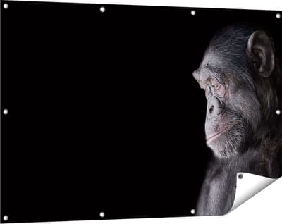 Gards Tuinposter Chimpansee Aap op Zwart Achtergrond - 120x80 cm - Tuindoek - Tuindecoratie - Wanddecoratie buiten - Tuinschilderij