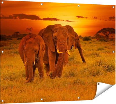 Gards Tuinposter Olifanten in het Wild - Zonsondergang - 120x90 cm - Tuindoek - Tuindecoratie - Wanddecoratie buiten - Tuinschilderij