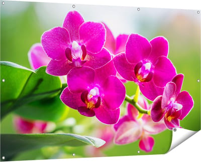 Gards Tuinposter Roze Orchidee Bloemen - 150x100 cm - Tuindoek - Tuindecoratie - Wanddecoratie buiten - Tuinschilderij