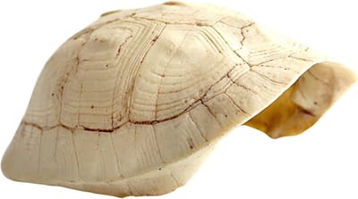 Kweekbox voor reptielen met schuilplaatsen, klimplatform en decoratieve schildpadstructuur voor terrariumgebruik