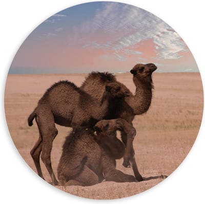 Forex Wandcirkel - Kamelen duo Staand & Liggend - 100x100cm Foto op Wandcirkel (met ophangsysteem)