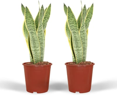 Plantenboetiek.nl | Sansevieria Laurentii - Vrouwentong | 2 stuks - Ø14cm - 30-40cm hoog - Kamerplant - Groenblijvend - Multideal - Cactus & Vetplanten