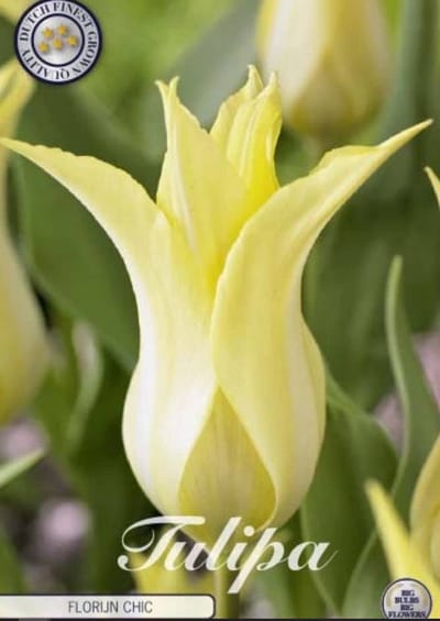 Dutch Finest Quality bloembollen - Tulpen Tulp Lilyflowering Florijn Chic x7 12/+s