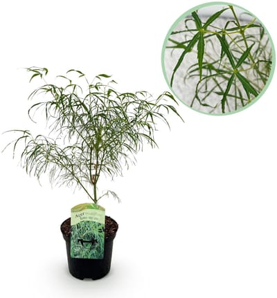 Plantenboetiek.nl | Japanse Esdoorn - Acer palmatum Koto-no-ito - Groen - Bladverliezend - Ø25cm - 60-70cm hoog - Tuinplant
