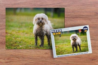 Puzzel Een kleine Maltezer hond half bedekt met modder - Legpuzzel - Puzzel 1000 stukjes volwassenen