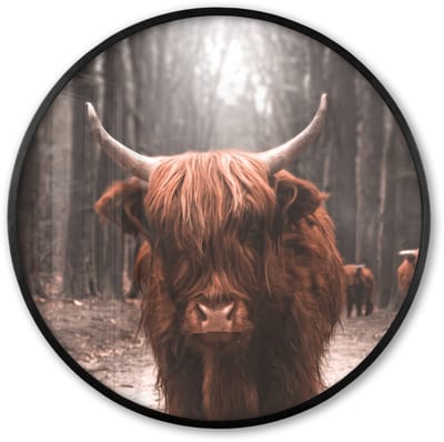 Poster in lijst Rond - Fotolijst 60x60 cm - Posters - Schotse hooglander - Bos - Koe - Dieren - Natuur - Ronde posterlijst zwart - Decoratie - Wanddecoratie woonkamer - Muurdecoratie slaapkamer