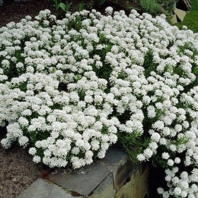 50 x Scheefkelk of Scheefbloem Wit - Bodembedekker Wintergroen - Iberis sempervirens in 9x9cm pot met hoogte 5-10cm