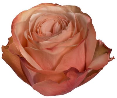 10x Rosa kahala-bb 50cm