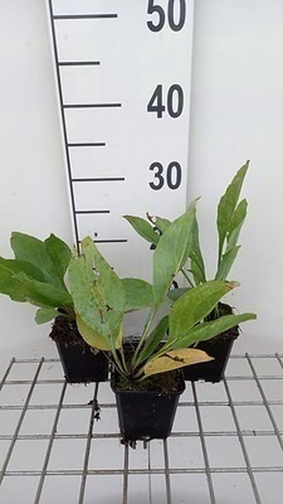 6x Zonnehoed - Rudbeckia maxima | 9x9 cm pot