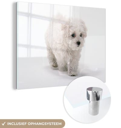 ® Glasschilderij 160x120 cm - Schilderij acrylglas - Schattige kleine Maltezer hond - Foto op glas - Muurdecoratie woonkamer - Wanddecoratie slaapkamer - Schilderijen