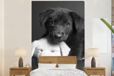Behang - Fotobehang Honden - Puppy - Zwart - Wit - Dieren - Breedte 155 cm x hoogte 240 cm
