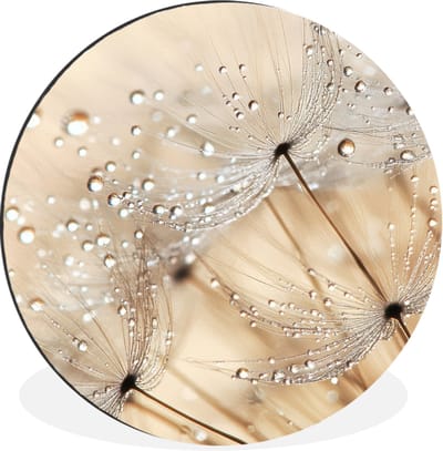WallCircle - Wandcirkel - Muurcirkel - Paardenbloem - Abstract - Natuur - Beige - Aluminium - Dibond - 60x60 cm - Binnen en Buiten