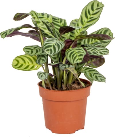 Bloomique - Ctenanthe Burle-Marxii - Gebedsplant - Kamerplanten - Diervriendelijk - Luchtzuiverend - Hoogte 20-30 cm - Pot 12 cm