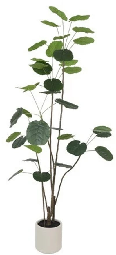 Polyscias 30x30x230cm grn