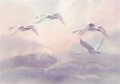 Fotobehangkoning - Behang - Vliesbehang - Fotobehang Zwanen - Wolken - Flying Swans - 150 x 105 cm