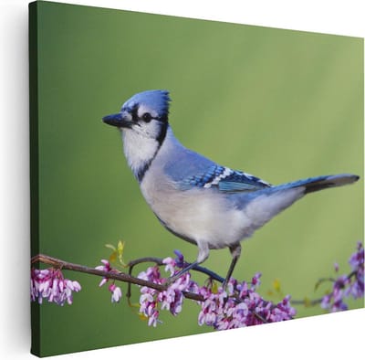 Artaza Canvas Schilderij Blauwe Gaai - 40x30 cm - Klein - Wanddecoratie Bloemen - Muurdecoratie Vogels - Kamer Accessoires