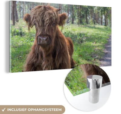 MuchoWow® Glasschilderij 40x20 cm - Schilderij acrylglas - Schotse Hooglander - Pad - Dieren - Foto op glas - Schilderijen