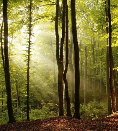 Fotobehang - Forest 225x250cm - Vliesbehang