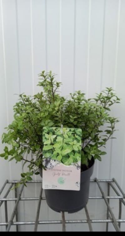 Pittosporum ten. 'Golden Ball'® - Australische Laurier 25- 30 cm in pot