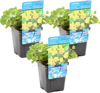 Bloomique - Set van 3 - Lysimachia Nummularia - Penningkruid - Vijverplanten - Waterplanten - Winterhard - Hoogte 10-20 cm - Pot 9 cm