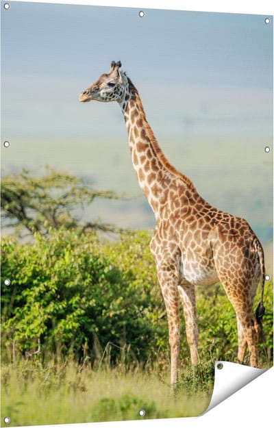 Gards Tuinposter Giraffe in het Wild tussen de Struiken - 90x120 cm - Tuindoek - Tuindecoratie - Wanddecoratie buiten - Tuinschilderij