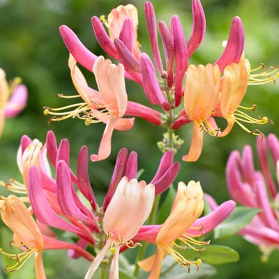 Lonicera Heckrotti 'American Beauty' - Kamperfoelie 50-60 cm in pot