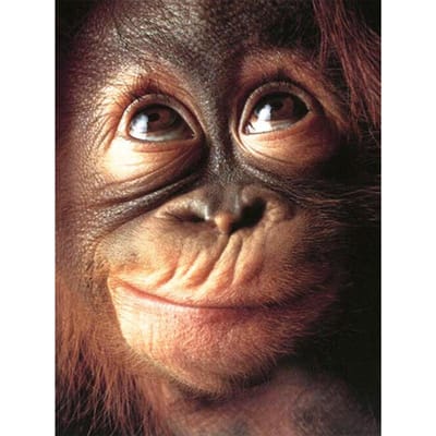 Diamant broderie peinture Animal singe 5d diamant mosaïque Animal bricolage diamant peinture Kit 20X30CM brown
