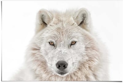 Poster Wolvenkop - 61 x 91,5 - Papier - REINDERS