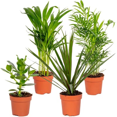 Bloomique - Mix van 4 - Sterke Kamerplanten Mix - Dracaena, Dypsis, Clusia, Chamaedorea - Luchtzuiverend - Hoogte 20-40 cm - Pot 12 cm