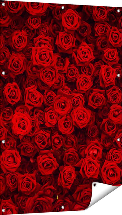 Gards Tuinposter Rode Rozen Achtergrond - 80x120 cm - Tuindoek - Tuindecoratie - Wanddecoratie buiten - Tuinschilderij