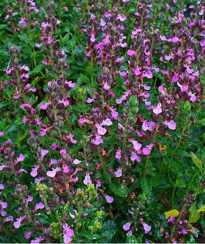 Echte gamander (Teucrium chamaedrys) - - Bijen-Vlinders - Groenblijvend - Haagplanten - Zomerbollen - bloeit in Juni / Juli / Augustus