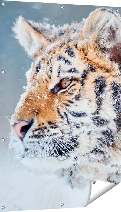 Gards Tuinposter Tijger tijdens de Sneeuw - 80x120 cm - Tuindoek - Tuindecoratie - Wanddecoratie buiten - Tuinschilderij
