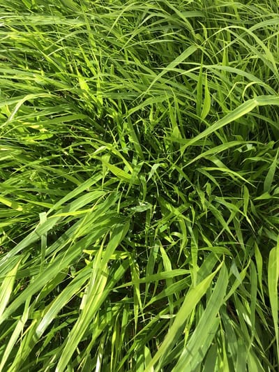 12 Stuks HAKONECHLOA MACRA - pot 9x9cm