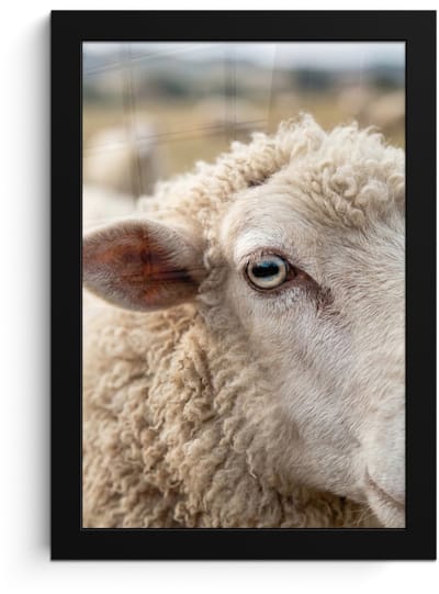 Poster in lijst - Fotolijst 20x30 cm - Posters - Schaap - Oog - Wit - Posterlijst zwart - Decoratie - Wanddecoratie woonkamer - Muurdecoratie slaapkamer
