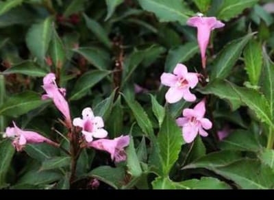 2 x Weigela flor. 'Pink Poppet'® ('plangeni'®) - Weigela, Weigelia 30- 40 cm in pot