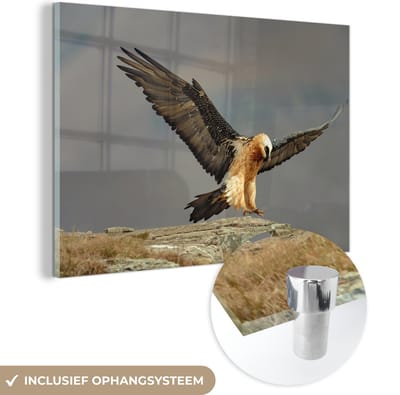 ® Glasschilderij 180x120 cm - Schilderij acrylglas - Lammergier landt op een rots - Foto op glas - Muurdecoratie woonkamer - Wanddecoratie slaapkamer - Schilderijen