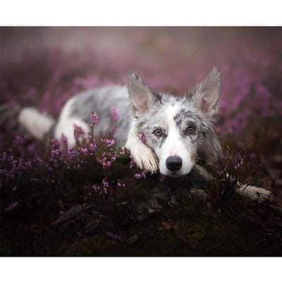 5D Diy Diamond Schilderen Cross Stitch Leuke Hond Volledige Ronde Diamant Borduren 20X30CM gray