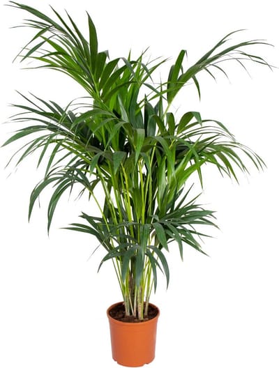 Bloomique - Howea Forsteriana - Kentia Palm - Kamerplanten - Luchtzuiverend - Diervriendelijk - Hoogte 120-140 cm - Pot 24 cm