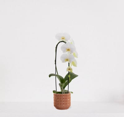 Phalaenopsis Cascade wit in sierpot Janneke peach – bloeiende witte Orchidee – kamerplant - 50-65cm - Ø13 – grootbloemig - geleverd met plantenpot – vers uit de kwekerij