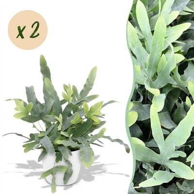 Green boutiQ - Kamerplant - Phlebodium aureum Blue Star - Blauwe Varen - Huisdiervriendelijke Plant - Blauw - 2 Planten - met Potter Wit - Pot 12cm - Hoogte 25cm