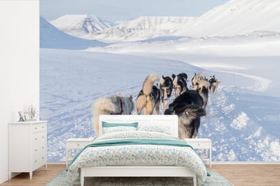 Behang - Fotobehang Husky's trekken hondenslee - Breedte 360 cm x hoogte 240 cm