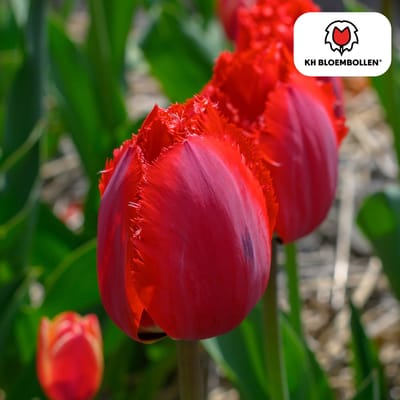 Tuinplantenshop.com | Tulpenbollen 'Masterpiece' | 20 Stuks | Rode Tulp met Kartelrand - Ø5cm - 30-50cm hoog - Bloembol - Tuinplant