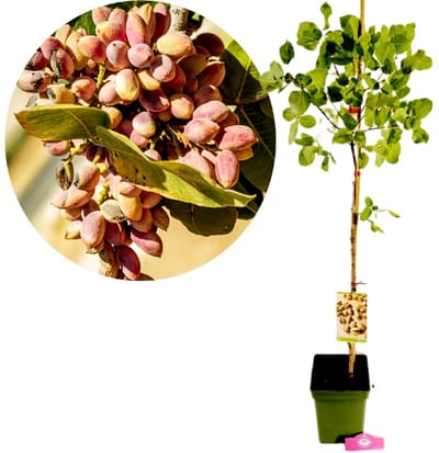 Pistachia vera 'Kerman', Vrouwelijk, Pistachenotenboom, Hoogte 100cm, 5 liter pot