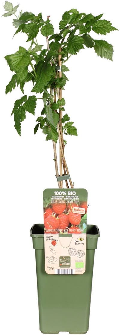 JUNAVERA Rubus idaeus Summer Chef® BIO (zomerframboos) | 75 cm hoog bij levering | In 13 cm pot | Aromatische frambozen uit eigen tuin