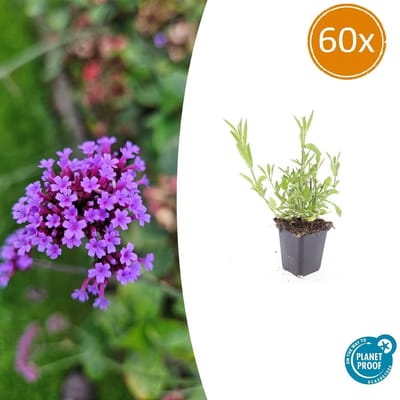 Tuinplantenshop.com | Verbena bonariensis | 60 stuks - Ø9cm - 10-25cm hoog - Tuinplant