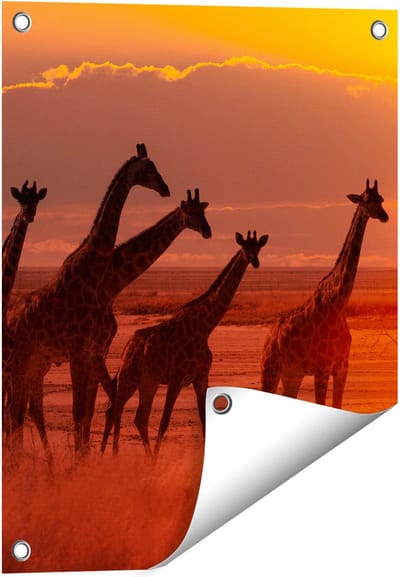Gards Tuinposter Giraffe Kudde bij Zonsondergang - 40x50 cm - Tuindoek - Tuindecoratie - Wanddecoratie buiten - Tuinschilderij