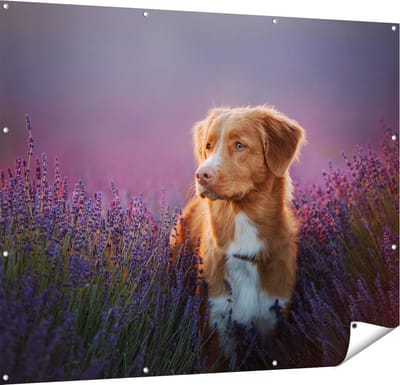 Gards Tuinposter Retriever Hond tussen de Lavendel Bloemen - 150x120 cm - Tuindoek - Tuindecoratie - Wanddecoratie buiten - Tuinschilderij